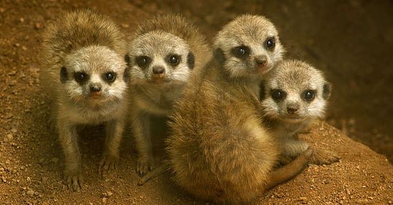 four brown meerkats thumbnail