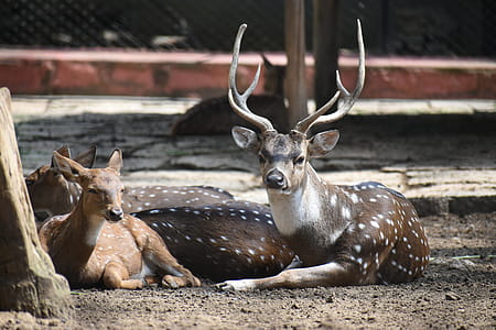 Three Brown Deers Laying Down thumbnail
