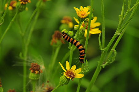 black and orange worm on green leaf thumbnail