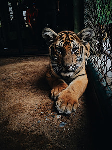 photo of tiger cub thumbnail