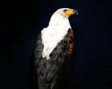 eagle facing right side thumbnail