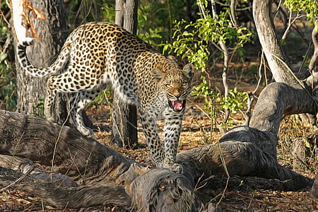cheetah on tree log near plants thumbnail