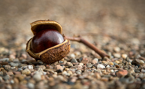 shallow focus photo of brown seed thumbnail