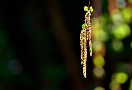selective focus photography of yellow leaf plant thumbnail