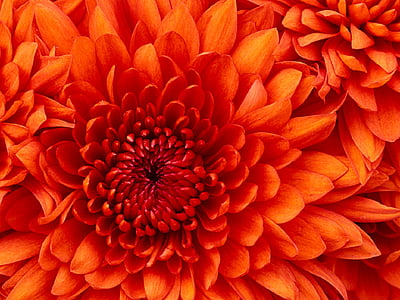 red petal flowers thumbnail
