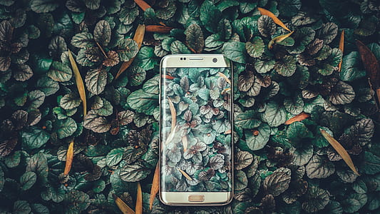low-light photo of gold platinum Samsung Galaxy S7 edge with floral wallpaper and background thumbnail