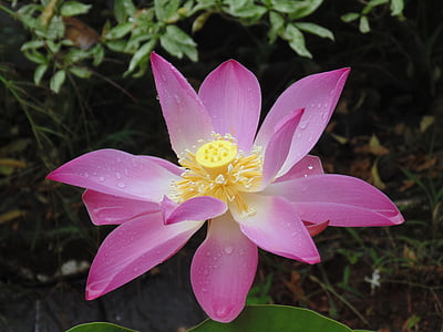pink and yellow lotus in bloom closeup photography at daytime thumbnail