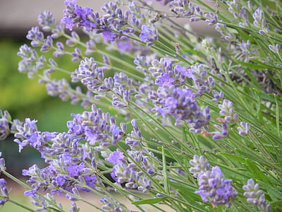 macro photography of lavender plants thumbnail