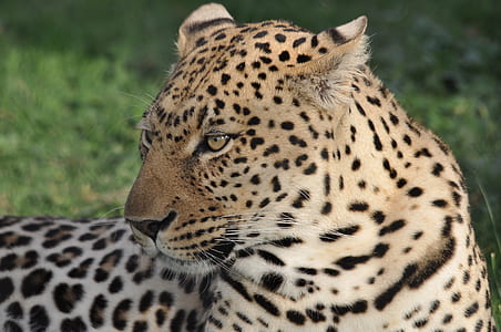 leopard lying on grass thumbnail