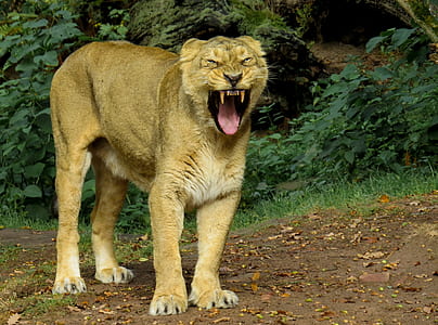 shallow photography of brown lioness thumbnail