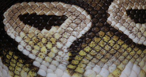 brown and white snake skin thumbnail