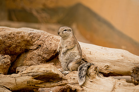 brown squirrel on log thumbnail