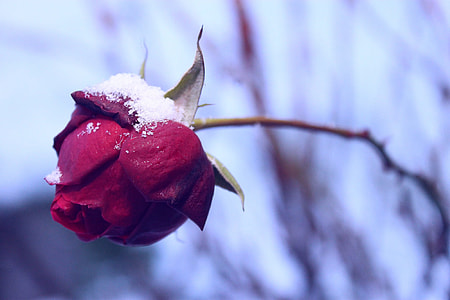 red rose with snow particles in bloom at daytime thumbnail