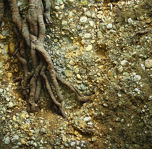high angle photo of tree root surrounded with stones thumbnail