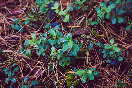 Photo of Leafy Small Plant thumbnail
