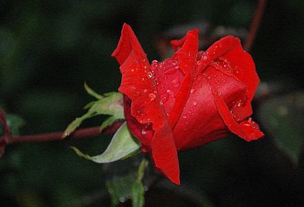 red rose flower with few dewdrops thumbnail