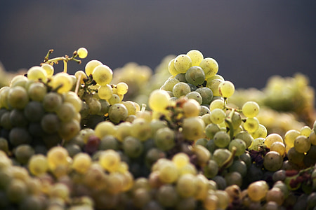 selective focus photography of grapes thumbnail