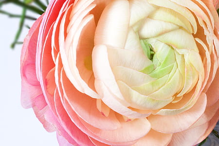 pink and orange ranunculus flower in bloom thumbnail