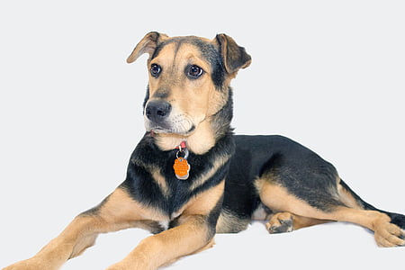 short-coated brown and black dog in white background thumbnail