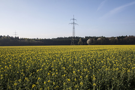Oilseed Rape, Agricultural Operation thumbnail