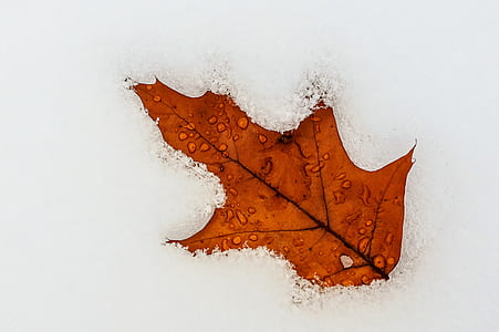 brown leaf on snow thumbnail