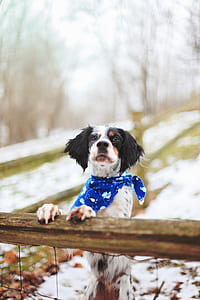 cold, snow, animal, dog thumbnail