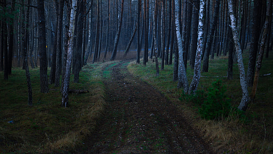 pathway between brown trees thumbnail