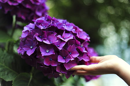 purple cluster-petaled flowers thumbnail