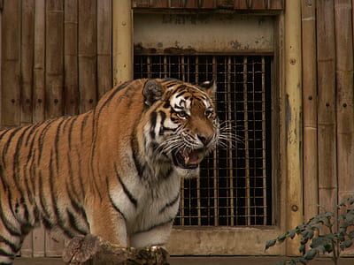 tiger roaring while standing bear bamboo cage thumbnail