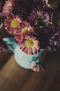 close up photo of pink chrysanthemums in bloom thumbnail