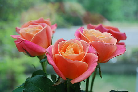 three pink and yellow petaled flowers thumbnail