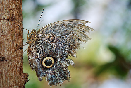 owl butterfly in selective focus photography thumbnail