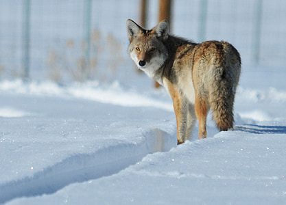 wolf on snow covered ground thumbnail