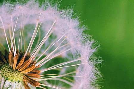 white dandelion flower macro photography thumbnail