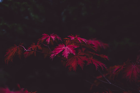 close up photography of red maple leaf tree thumbnail