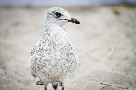 white seagull standing on ground at daytime thumbnail