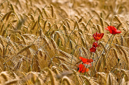 brown wheat field thumbnail
