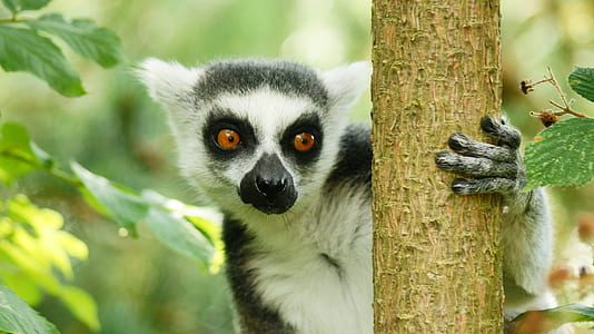 selective focus photography of lemur on tree thumbnail
