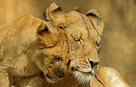 two brown lioness thumbnail