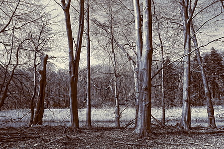 grey and black trees thumbnail