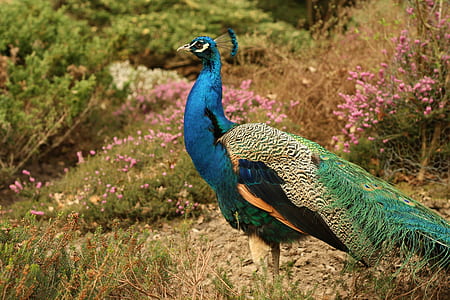 blue and green peacock on grass beside pink flowers thumbnail