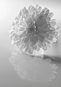 white chrysanthemum flower in closeup photo thumbnail