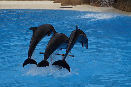 three black dolphin on body of water thumbnail