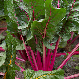 beetroot leaves thumbnail