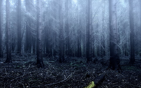 photo of forest with fogs at daytime thumbnail