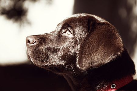 closeup photography of chocolate Labrador Retriever puppy thumbnail