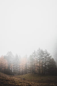 foggy, forest, woodland, field thumbnail