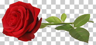 , Red Rose with Stem Transparent , red rose flower PNG clipart