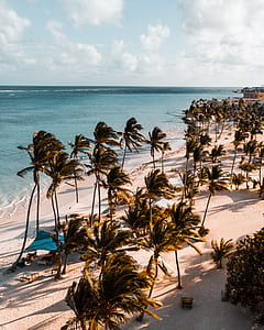 aerial photography of coconut trees near ocean at daytime thumbnail