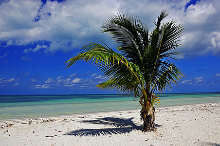 brown coconut tree thumbnail